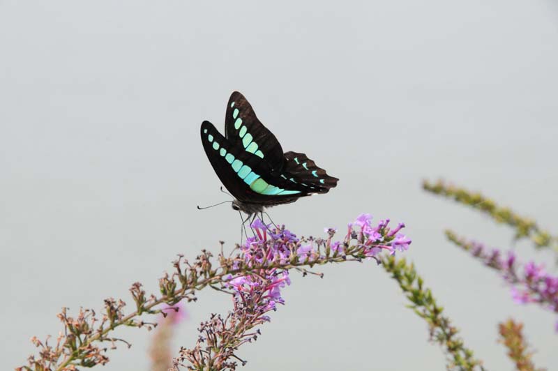 Schmetterling auf dem Schmetterlingsbusch