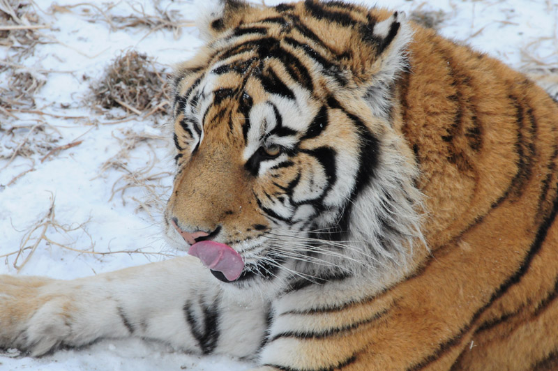 Hungriger Schmuse Tiger
