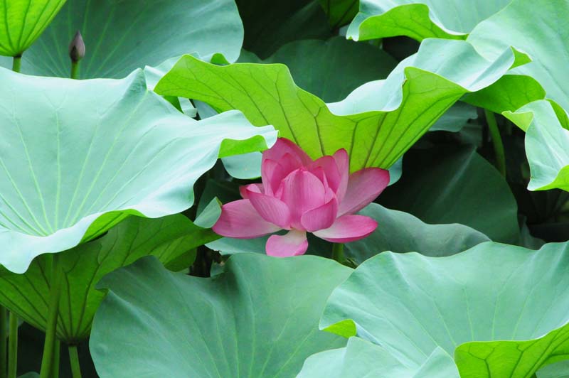 Lotusblüte im Humbles Garden