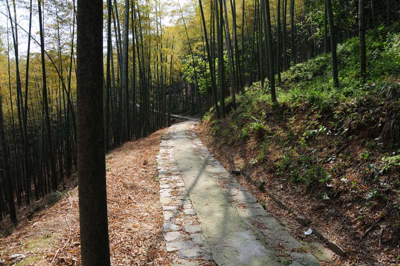 Bambuswaldweg