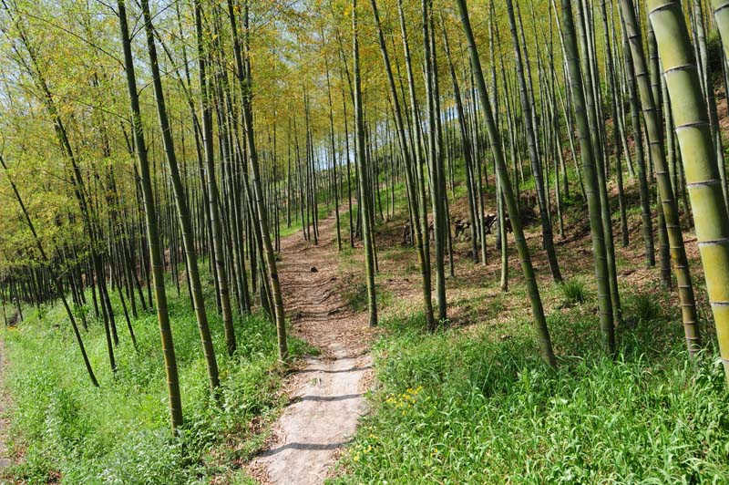 Bambuswald mit Grab