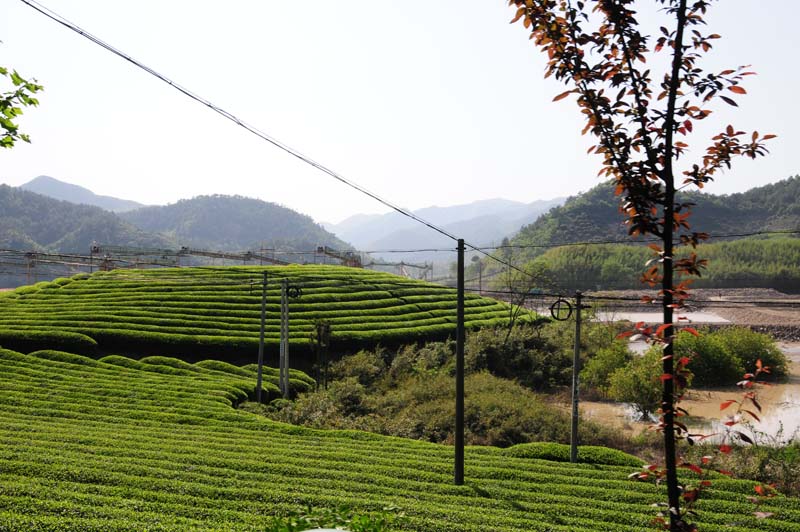 Teeplantagenindustriegebiet