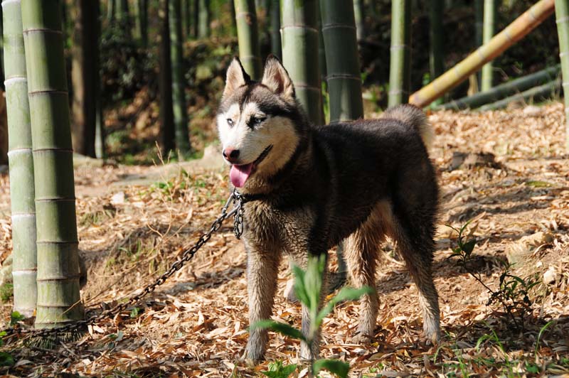 Xiao Lang - kleiner Wolf - ein Schlittenhund, der erst recht nicht ins Haus darf