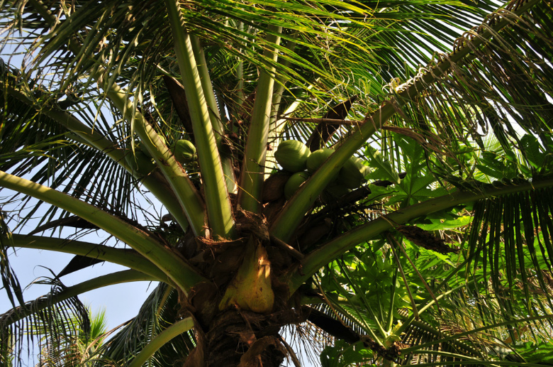 die Palmen nicht zu vergessen