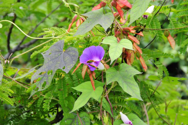 Blume im Steinwald