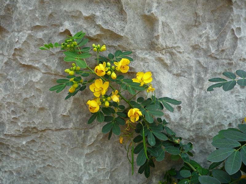 Blumen in Yunnan