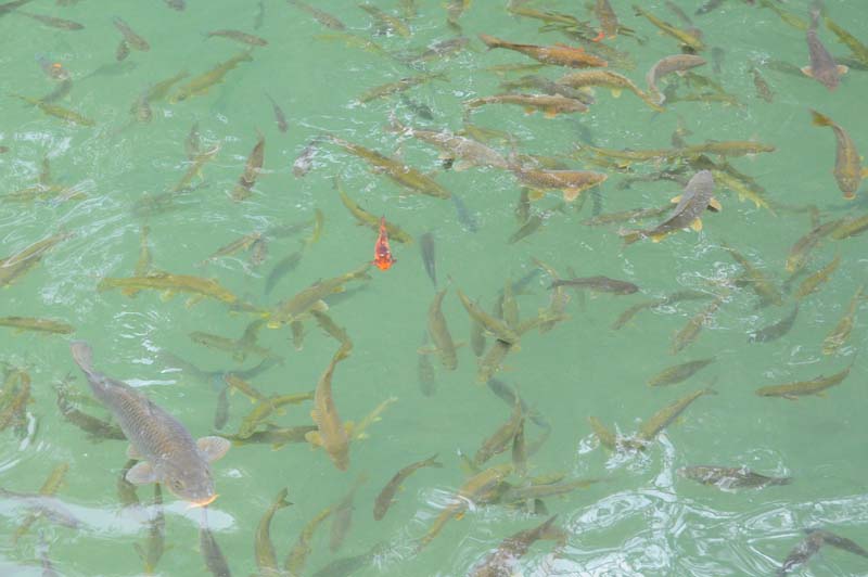 so many fish in the sea (ok, müsste eigentlich lake heissen)