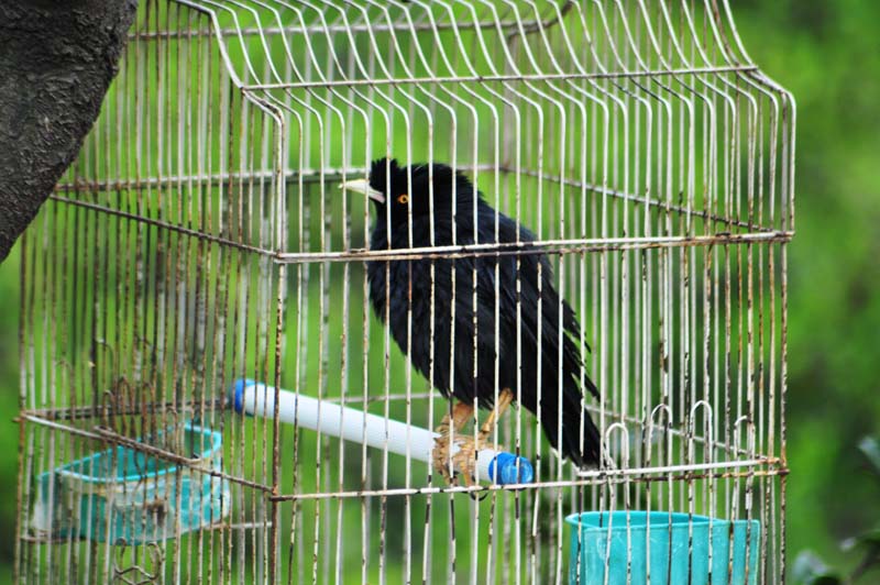 Seltener Raubvogel im Zoo