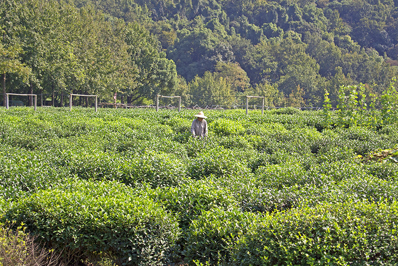 Teeplantagen in Hangzhou